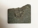 pectoral, image 1/2