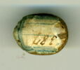 scarabée, image 2/2