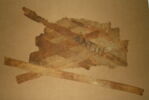 linceul peint  ; bandelette, image 2/2