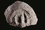 bouchon d'amphore, image 3/3