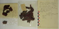 bande décorative d'habillement ; fragments, image 2/2