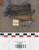 bande décorative d'habillement, image 1/2