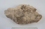 ostracon, image 3/3