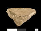 ostracon, image 2/2