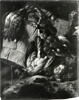 Nature morte aux oiseaux, image 4/4