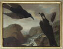 Faucon et corbeau, image 1/2