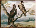 Deux émouchets, image 1/2