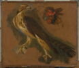 Études d'un autour des palombes et d'une tête de coq, image 1/2
