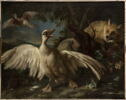 Canard de Barbarie et renard, image 1/25