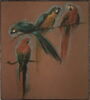 Études de deux perroquets aras, image 1/3