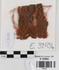 bande décorative d'habillement ; fragment, image 1/4