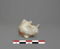 vase, image 2/3