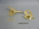 fiasque, image 1/3