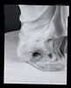 Aphrodite du type de l'
