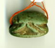 scarabée détaillé, image 3/3