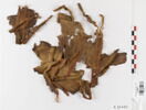 bonnet ; fragments ; fragments, image 1/2