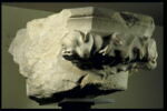 chapiteau, image 3/3